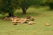 Sheep on Green Field