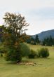 Sheep on Green Field