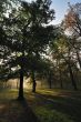 Autumn Morning Light