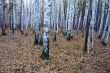 Birch-pine forest in autumn.