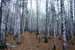 Autumn in the birch forest.