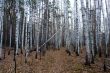 Birch-pine forest in autumn.