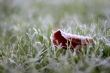 Leaf in Grass in Autumn Morning