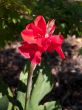 Folded Red Petal Flower