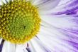 close up shot of pollens of a flower