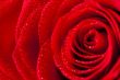 Close Up Rose Petals With Droplets