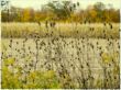 cat tails in field