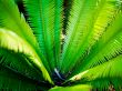 fanned fern