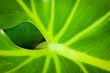 a leaf behind a leaf