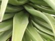 aloe vera plant