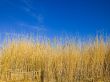 blades of tall weeds