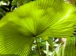 Fan Palm
