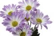 close up shot of purple flowers