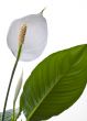 calla lily
