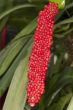 close up of a red flower and leaves