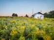 house in wild field