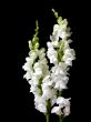 clustered flowers on black