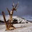bristlecone pines