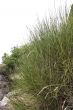 close up shot of grass