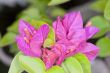 Bright Pink Flowers 