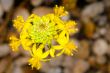 intricate yellow flower