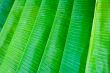 lined up banana leaves