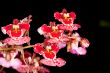 beautiful flower closeup
