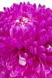 detailed shot of pink flower