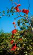 contrasting orange flowers