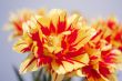 Closeup Tulip