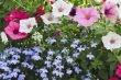 group of flowers