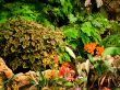 Lovely Garden