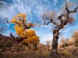 leaves turning yellow