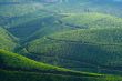 kodanad tea fields