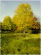 colorful trees