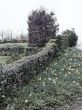 Daffodils and Stone Wall
