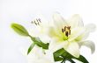 Full White Lily Stem and Flowers