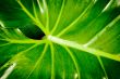 closeup leaf