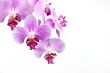 Classic diagonal orchid arrangement