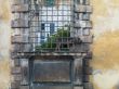 dog standing at an old window grill