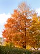 colorful autumn trees