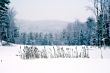 cat tails in snow