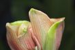 blooming flowers