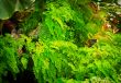 bright green plants