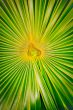 bright center fern