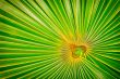 angled fern focal point