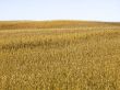grain field and sky