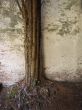 ancient tree and wall