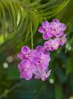 Light Pink Speckled Flowers