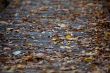 image of autumn leaves